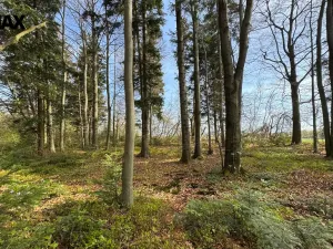 Prodej lesa, Spálov, 25088 m2