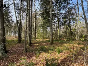 Prodej lesa, Spálov, 25088 m2