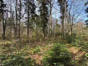 Prodej lesa, Spálov, 25088 m2