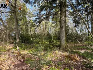 Prodej lesa, Spálov, 25088 m2