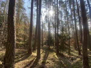 Prodej lesa, Všehrdy, 2222 m2