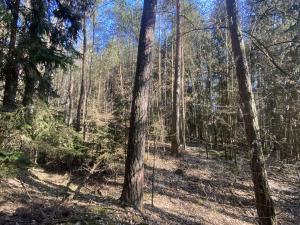 Prodej lesa, Všehrdy, 2222 m2
