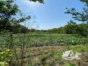 Prodej rodinného domu, Izvorovo, Bulharsko, 64 m2