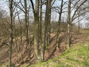 Dražba lesa, Markvartovice, 2019 m2