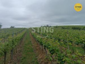 Prodej sadu/vinice, Klentnice, 3586 m2