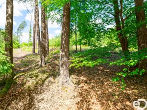 Prodej lesa, Jetětice, 79500 m2