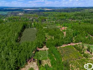 Prodej lesa, Jetětice, 79500 m2