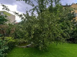 Pronájem bytu 2+1, Olomouc - Nové Sady, Rooseveltova, 72 m2