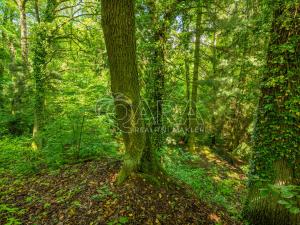 Prodej pozemku pro bydlení, Hrubá Skála, 5519 m2