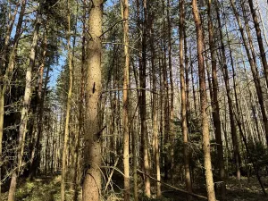 Prodej lesa, Dehtáře, 34777 m2