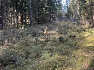 Prodej lesa, Dehtáře, 34777 m2