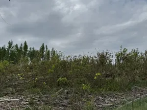 Prodej lesa, Dehtáře, 34777 m2