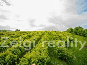 Prodej sadu/vinice, Polom, 9760 m2