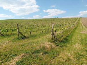 Prodej sadu/vinice, Sedlec, 21196 m2