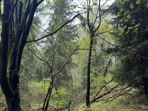 Prodej lesa, Bukovina u Čisté, 29196 m2