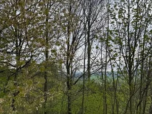 Prodej lesa, Bukovina u Čisté, 12070 m2