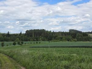 Prodej lesa, Kozlovice, 10280 m2