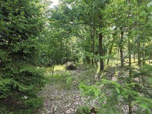 Prodej lesa, Kozlovice, 10280 m2