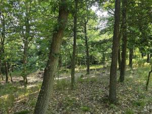 Prodej lesa, Kozlovice, 10280 m2