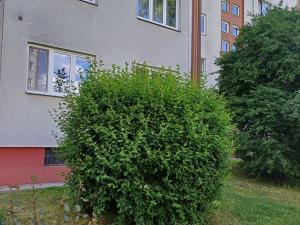 Pronájem bytu 1+1, Kralupy nad Vltavou - Lobeček, nám. Mládežníků, 39 m2