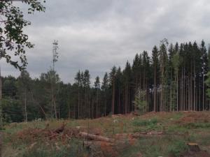Prodej lesa, Mlýny, 250236 m2