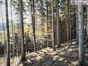 Prodej lesa, Valašská Bystřice, 106600 m2
