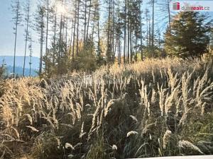 Prodej lesa, Valašská Bystřice, 106600 m2