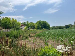 Prodej rodinného domu, Zhiten, Bulharsko, 100 m2