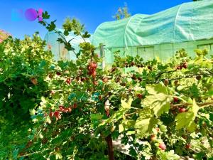 Prodej zahrady, Karviná, 163 m2