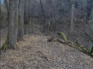 Prodej lesa, Bojkovice, 3376 m2