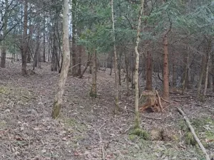 Prodej lesa, Bojkovice, 3376 m2