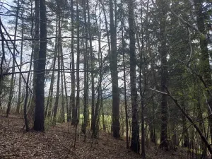 Prodej lesa, Horní Lideč, 795 m2