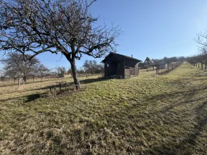 Prodej sadu/vinice, Strážnice, 4353 m2