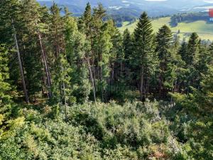 Prodej lesa, Petrovice u Sušice - Maršovice, 15707 m2