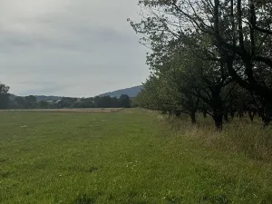 Prodej lesa, Loučky, 4938 m2