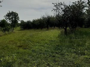 Prodej lesa, Loučky, 4938 m2