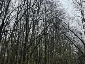 Prodej lesa, Pardubice, 7559 m2