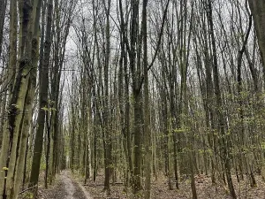 Prodej lesa, Pardubice, 7559 m2