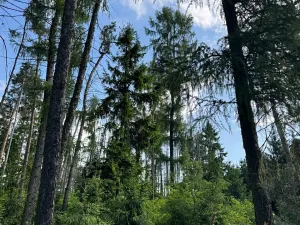 Prodej lesa, Bystřice, 8860 m2