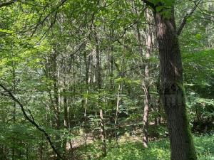 Prodej lesa, Mírová pod Kozákovem - Sekerkovy Loučky, 5461 m2