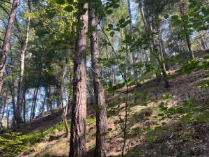Prodej lesa, Mírová pod Kozákovem - Sekerkovy Loučky, 5461 m2