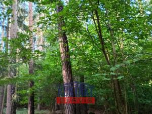 Prodej lesa, Hracholusky - Žitná, 6862 m2