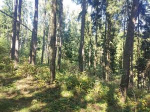 Prodej louky, Meziměstí, 15962 m2