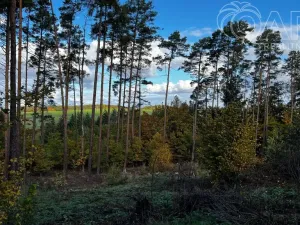 Prodej lesa, Štěchovice, 8586 m2