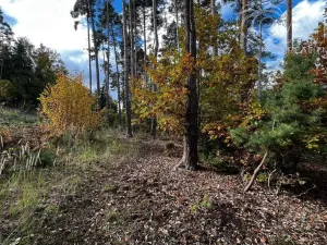 Prodej lesa, Štěchovice, 8586 m2