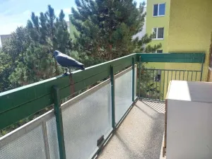 Pronájem bytu 1+kk, Brno, Arménská, 32 m2