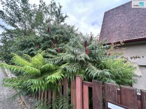 Pronájem chaty, Praha - Radotín, U sanatoria, 140 m2