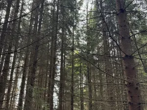 Prodej lesa, Předín, 6892 m2