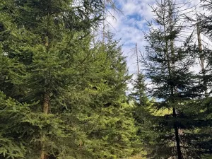 Prodej lesa, Předín, 6892 m2