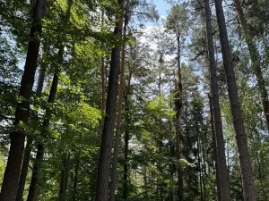 Prodej lesa, Ločenice, 28185 m2